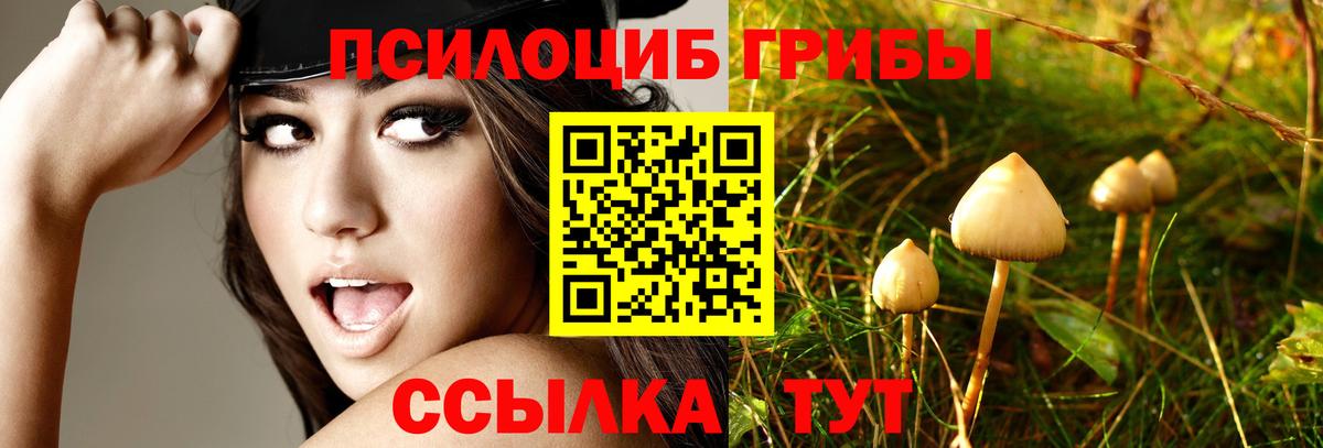 Ярцево  Псилоцибиновые грибы Psilocybe  Вход с VPN 